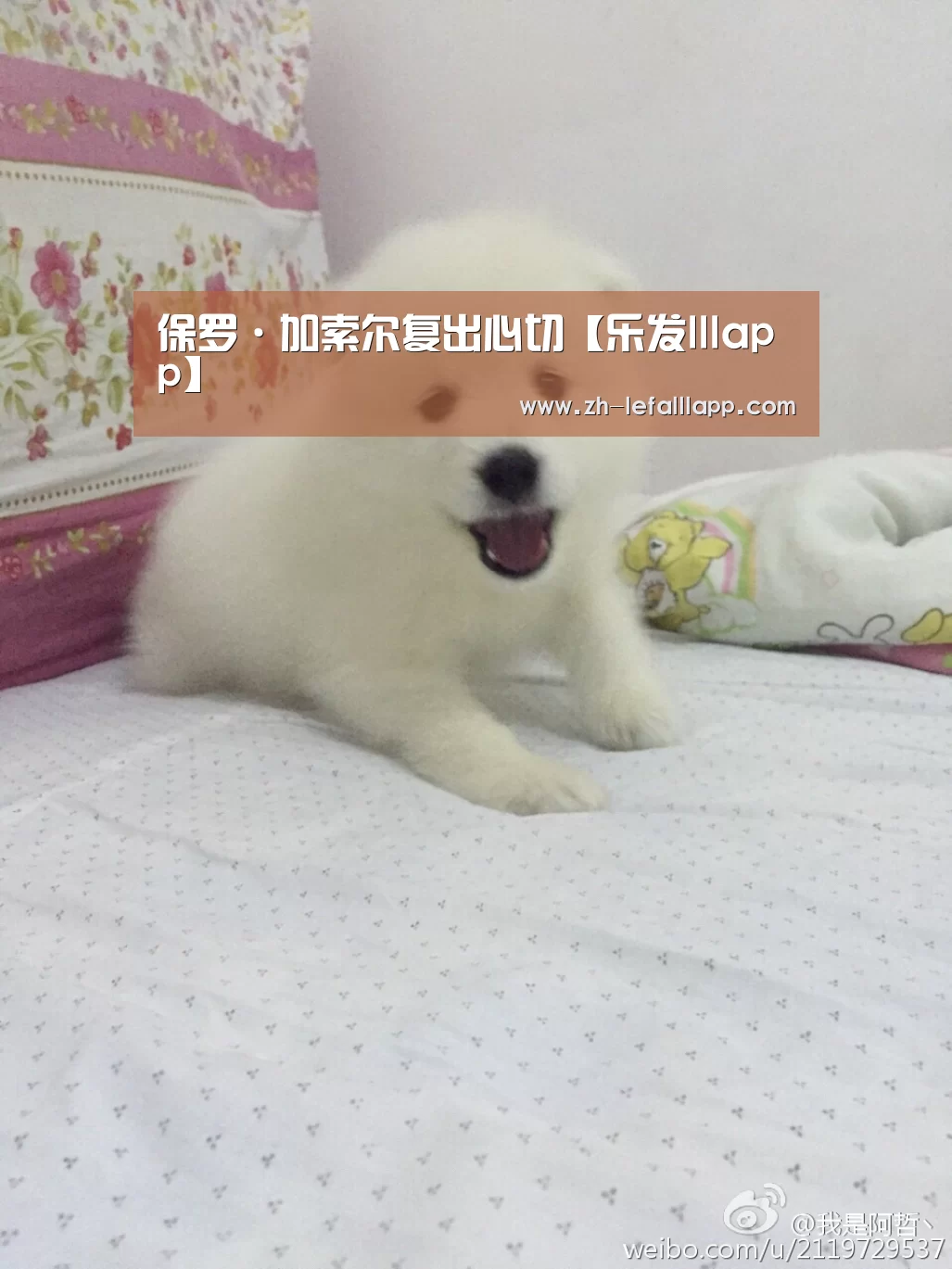 保罗·加索尔复出心切【乐发lllapp】(图4) 乐发lllapp